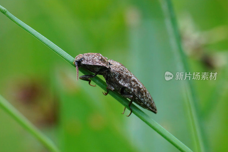 一个咔嗒甲虫的特写，Agrypnus murina，在草叶上